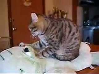 A cute cat massages