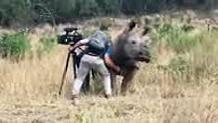Un rhinocéros interrompt une séance de tournage pour avoir des papouilles !