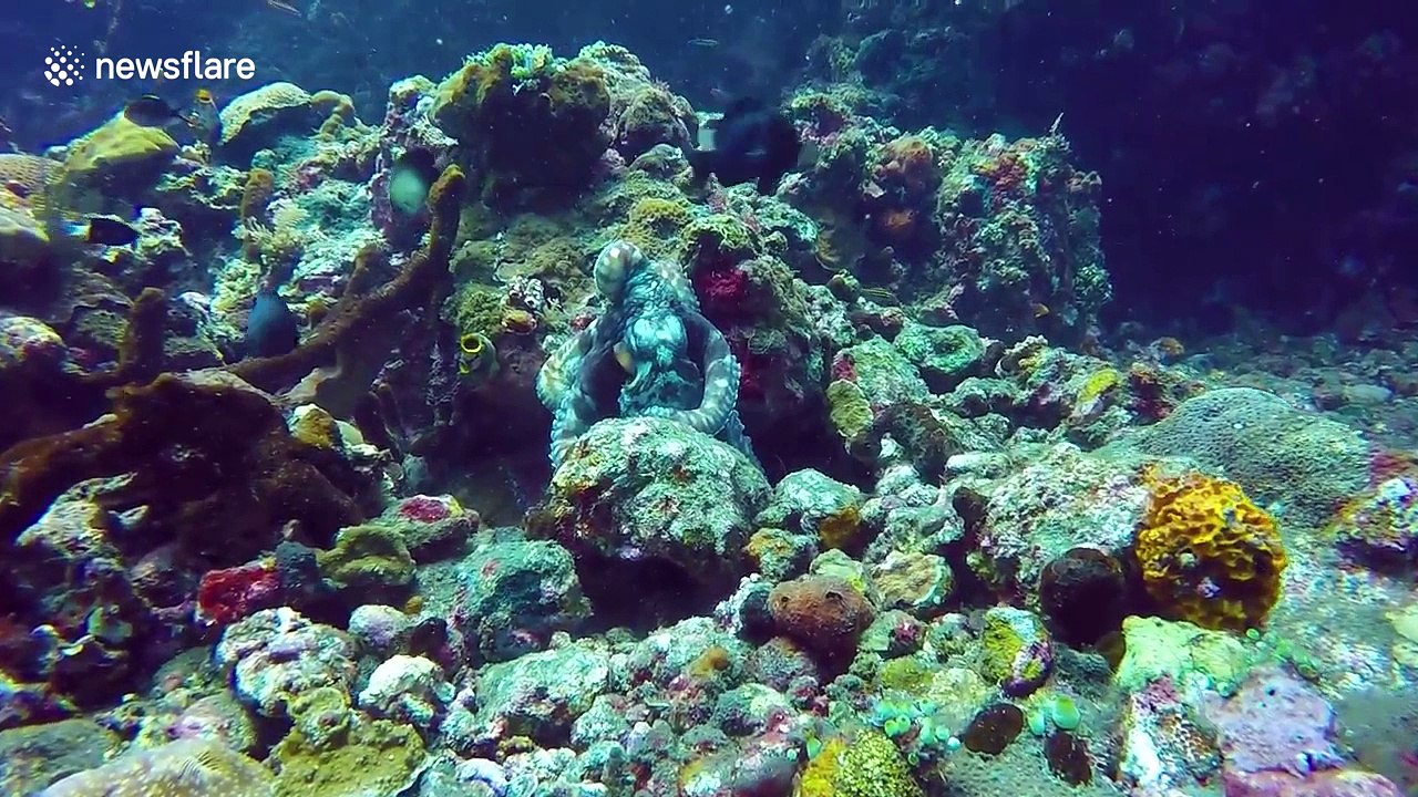 Octopus vs fish