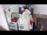 Curious Cockatoo Sees Own Reflection and Reacts Accordingly