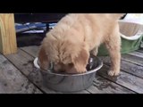 Sleepy Golden Retriever Puppy Hops Into Water Bowl