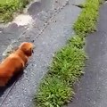 Dog- owner pretends to suddenly collapse and records the dog's reaction