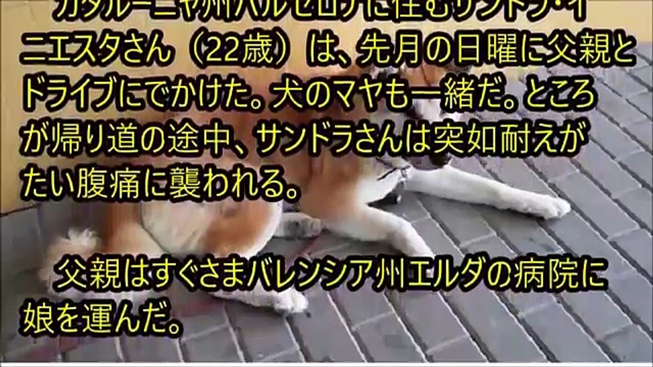 海外 感動 スペインでも秋田犬は 忠犬だった！もうひとつの「ハチ公物語」 帰宅を拒み病院の前で 一心に飼い主を6日間 待ち続けた犬【感動】