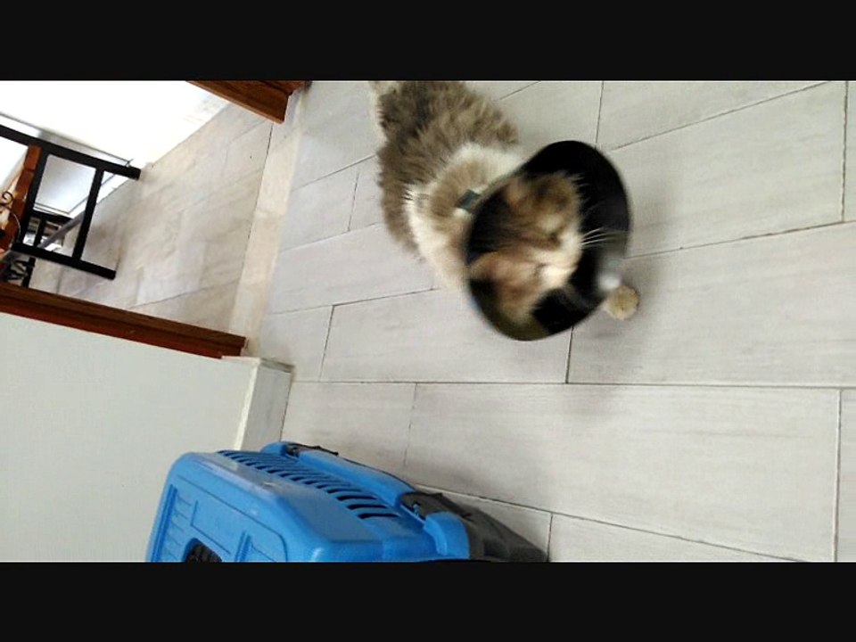 KEDİ DİSTAL TİBİA (KAVAL KEMİĞİ) AMELİYATI.