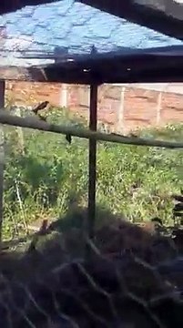 Magnifique élevage du Chardonneret dans les volières très bon initiative qui peut sauver ce magnifique oiseau de : Karim