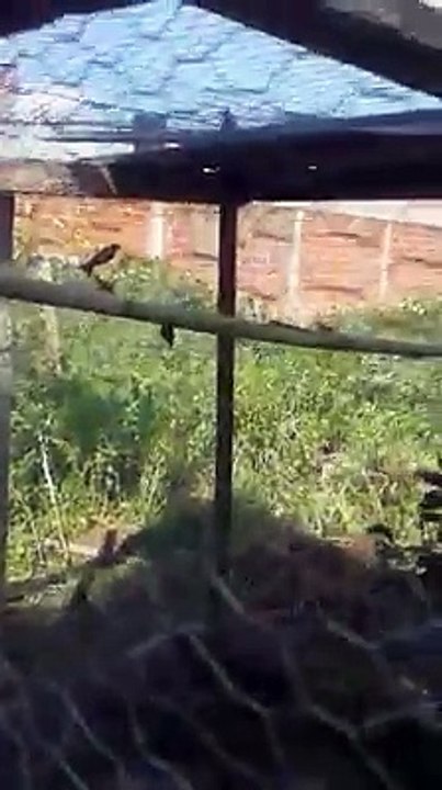 Magnifique élevage du Chardonneret dans les volières très bon initiative qui peut sauver ce magnifique oiseau de : Karim