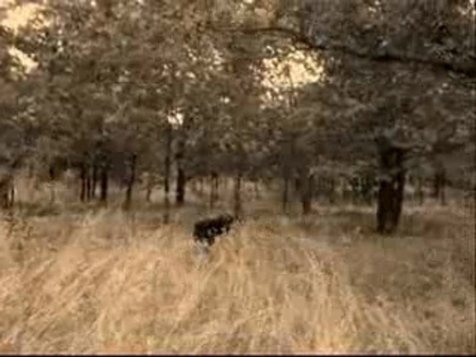 THE BALLAD OF  BILLIE BOY