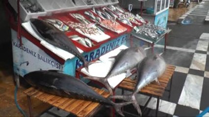 2 Metrelik Ton Balıklar Şanlıurfalıların İlgi Odağı Oldu