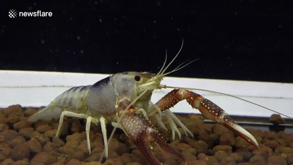 Strange pets on show in Thailand