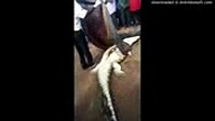 Cet énorme crocodile vient de dévorer un enfant !