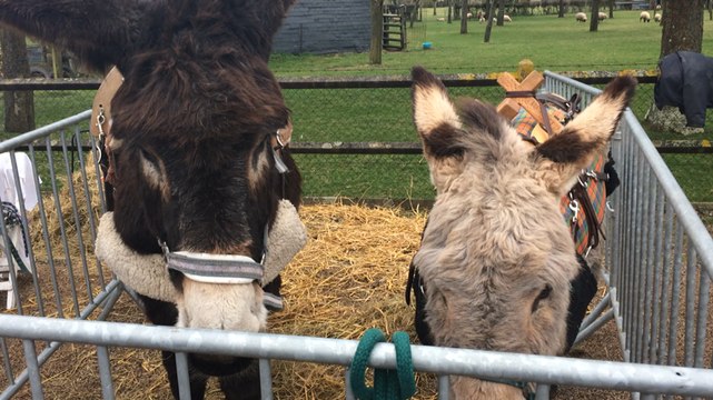 Ambiance à la foire aux ânes de Moyaux