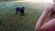 Quand ton chien ne sait pas choisir entre la balle et le frisbee !