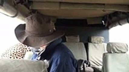Un léopard dans la jeep de touristes en Safari !