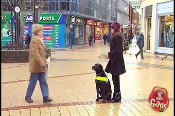 Seeing And Reading Eye Dog Prank