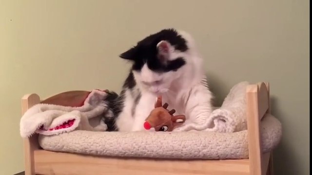 Ce chat va se coucher dans son petit lit tout seul! Trop chou