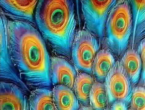 George o Rei da Floresta (nova versão) - Abertura