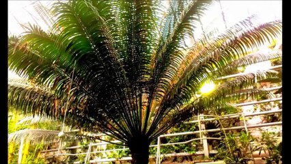 DDD.... FRANCKY MARTIN'S