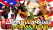 EL AMERICAN PITBULL TERRIER (APBT) VS LAS LINEAS DE PERROS TIPO PITBULL
