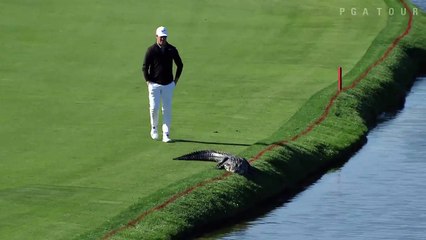 Quand un golfeur pousse un alligator qui s'invite sur le green d'un golf de Floride