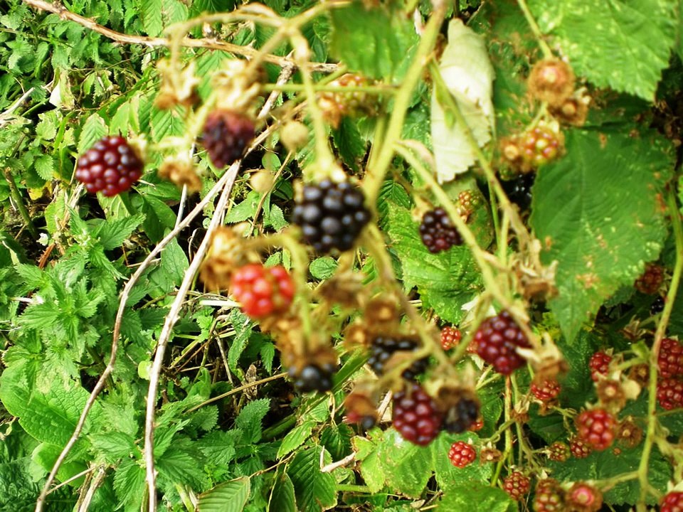 Kafi Ghulam Farid by Zahida Parveen