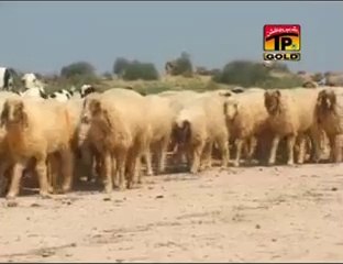 Dil Taang Taang Aey - Kiran Afreen - Album 1 -