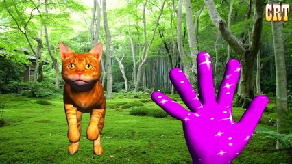 Animals Finger Family Collection || Cartoon Kids Rhymes For Nursery Rhymes Compilation