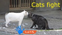 Laugh It Up| Cats Fight Compilation - The Battle Of The Male Cats