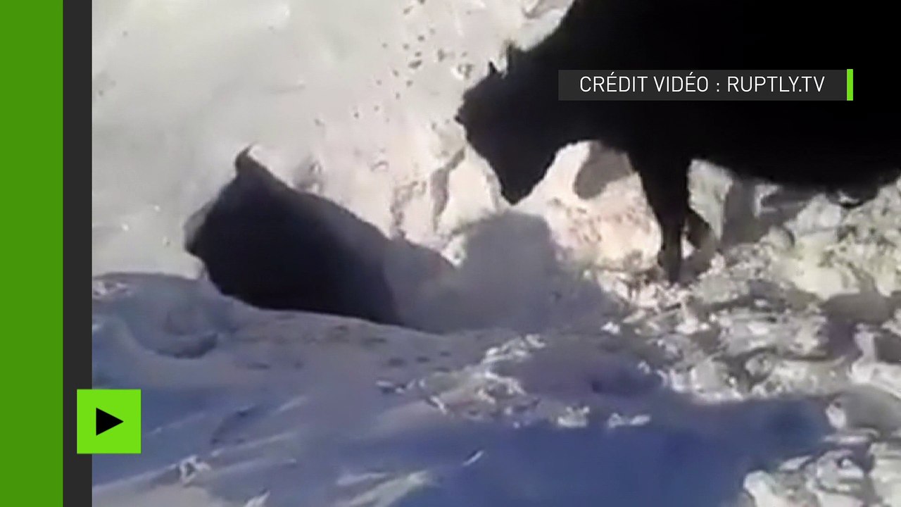 Mystères du Kazakhstan : un troupeau de vaches disparaît dans un trou enneigé