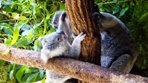 Cute Koalas Playing  Funny Koala Bny Pets]
