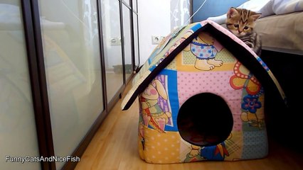 I'm Paris- the sweetest and most playful girl Cute and Funny Kitten