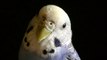 How to decide if owning a budgie/ parakeet is right for you and where to buy series #1