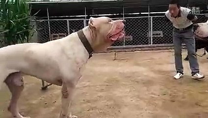 Pitbull ve Arjantin Dogo Karşı Karşıya
