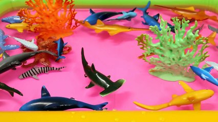 Learning Sharks Sea Animals with Shark Toys Educational Video for Childre