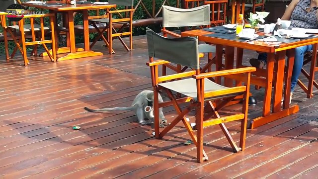 Funny Monkeys Cute Baby Monkeys Playing