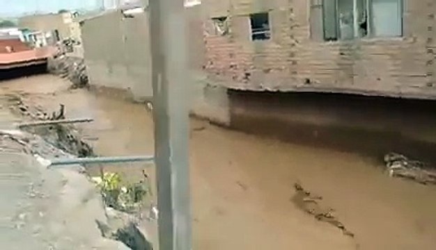 Cañete- perros valientes se salvan de ser arrastrados por el huaico