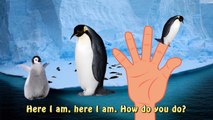 Penguin Finger Family Sea Animale | Pinguin Pingu Madagascar Penguin Pororo 뽀로로 Daddy Fing