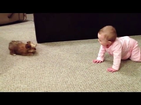 BABY DOG WHISPERER! Cesar Millan has nothing on her!! Shorkie Puppy Talks to Baby