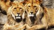 The Lion King of Africa | National Geographic Documentary | BBC Mystery Wildlife