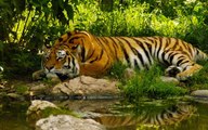 wildlife || videos || wild || animals || corbett national park || uttrakhand || tiger || videos || jungle || safari