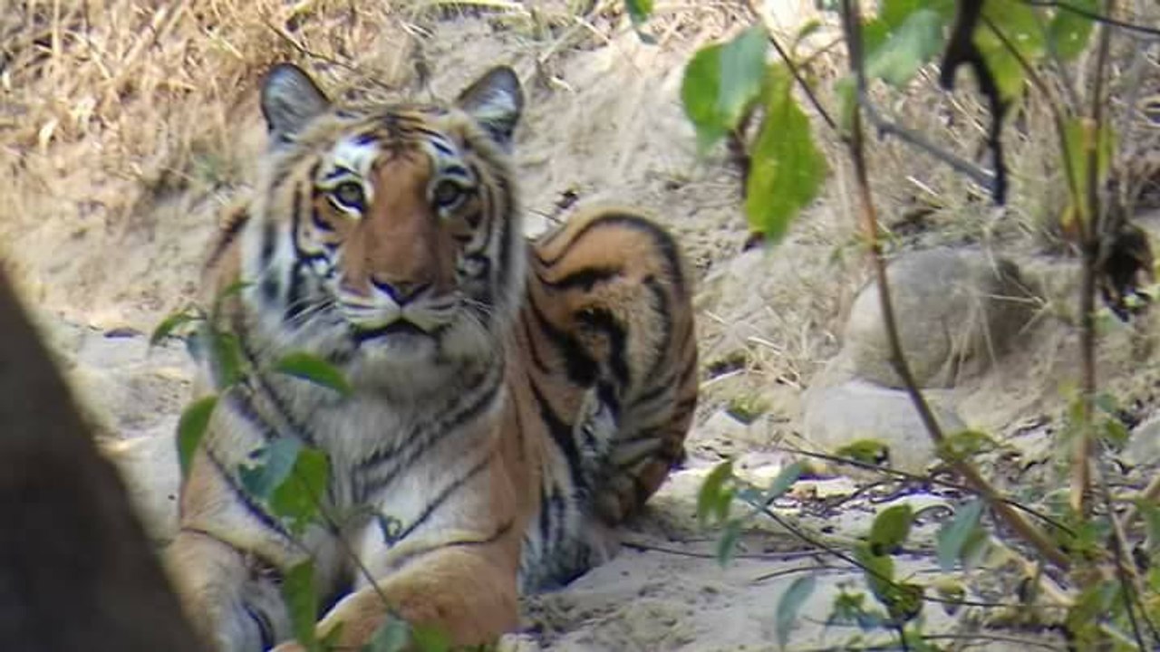 wildlife || videos || wild || animals || corbett national park || uttrakhand || tiger || videos || jungle || safari