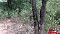 Tiger Kills a Leopard Hyena Kills a Jackal