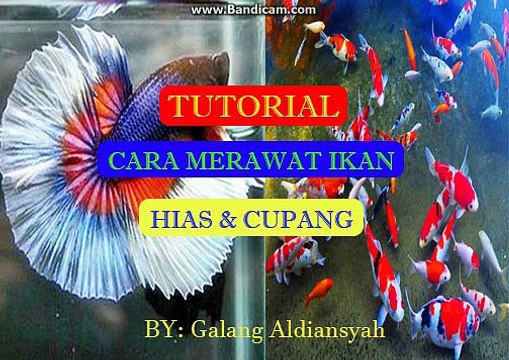 Tutorial|Panduan Lengkap|Cara Merawat Ikan Hias Dan Cupang Didalam Akuarium Dan Botol