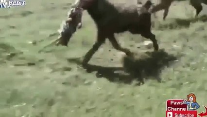 Tiger Kills a Leopard Hyena Kills a Jackal