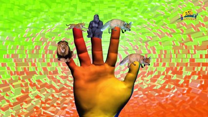 Lion,Tiger,Cheetah Finger Family 3d animals animated English rhymes Collection 2 hours vid