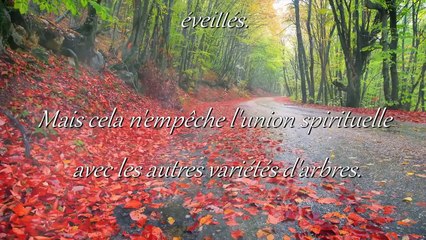 comment-entrer-en-communion-avec-les-arbres-technique-de-connexion-bien-etre.