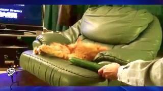 Cats scared of Cucumbers Compilation - Cats Vs Cucumbers - Funny Cats 2017