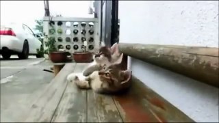 Funny Cats Compilation - Funny Cat Videos Ever- Funny Videos - Funny Animals - Funny Animal Videos 5