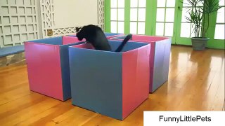 funny cats videos funny cat pictures cat photos cat pics cat funny