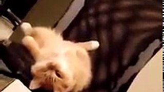 Relaxed. Silly Cat 3-Funny Videos