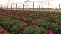 Süs Bitkisi Üretimi Için Arazi Aranıyor